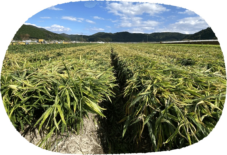 メインイメージ